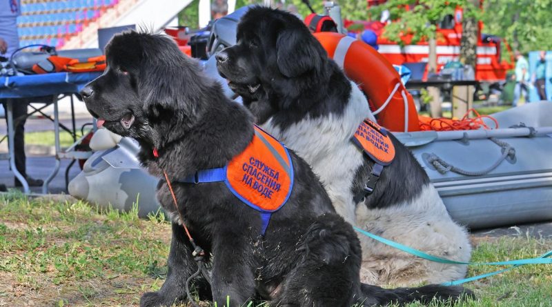 Встреча с героями: добровольцы и собаки, обеспечивающие безопасность на водных объектах столицы